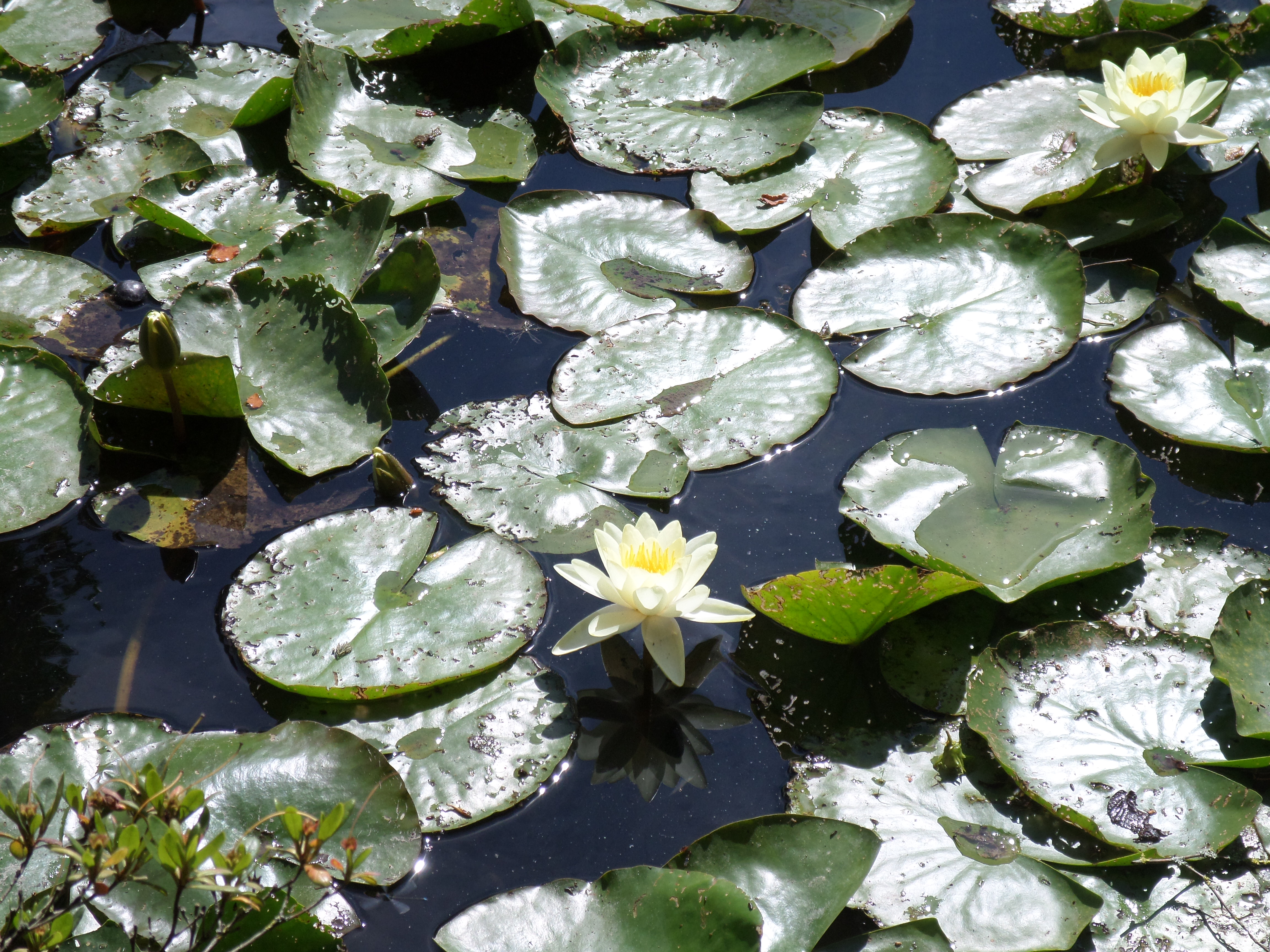 SAMSUNG CAMERA PICTURES